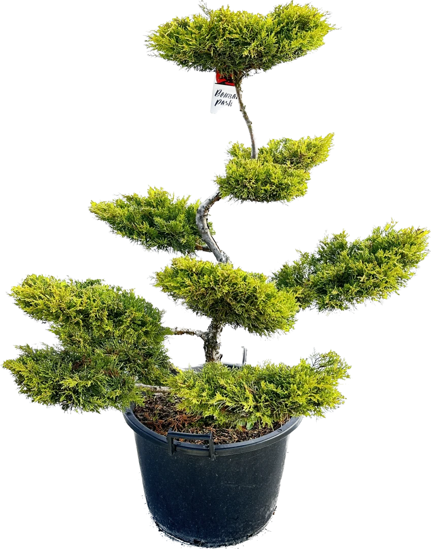 Juniperus x pfitzeriana 'Pfitzeriana Aurea' (Jałowiec Pfitzera 'Pfitzeriana Aurea')