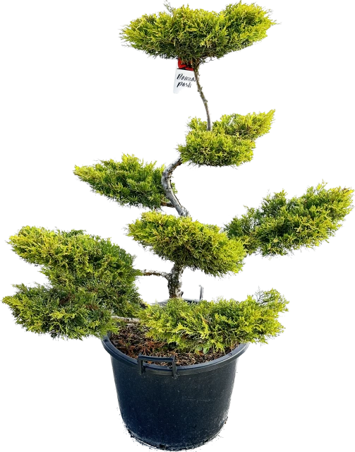 Juniperus x pfitzeriana 'Pfitzeriana Aurea' (Jałowiec Pfitzera 'Pfitzeriana Aurea')