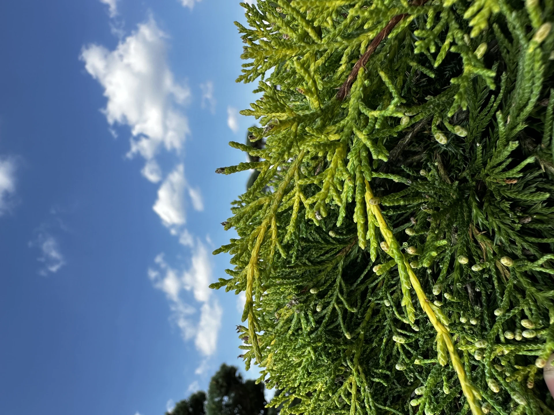 Juniperus x pfitzeriana 'Pfitzeriana Aurea' (Jałowiec Pfitzera 'Pfitzeriana Aurea')