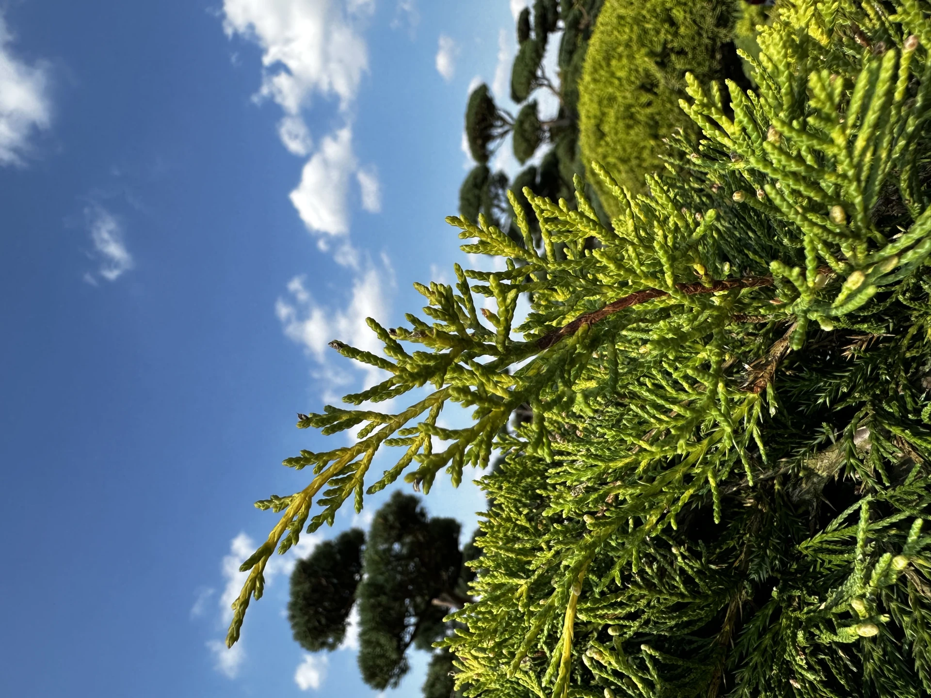 Juniperus x pfitzeriana 'Pfitzeriana Aurea' (Jałowiec Pfitzera 'Pfitzeriana Aurea')