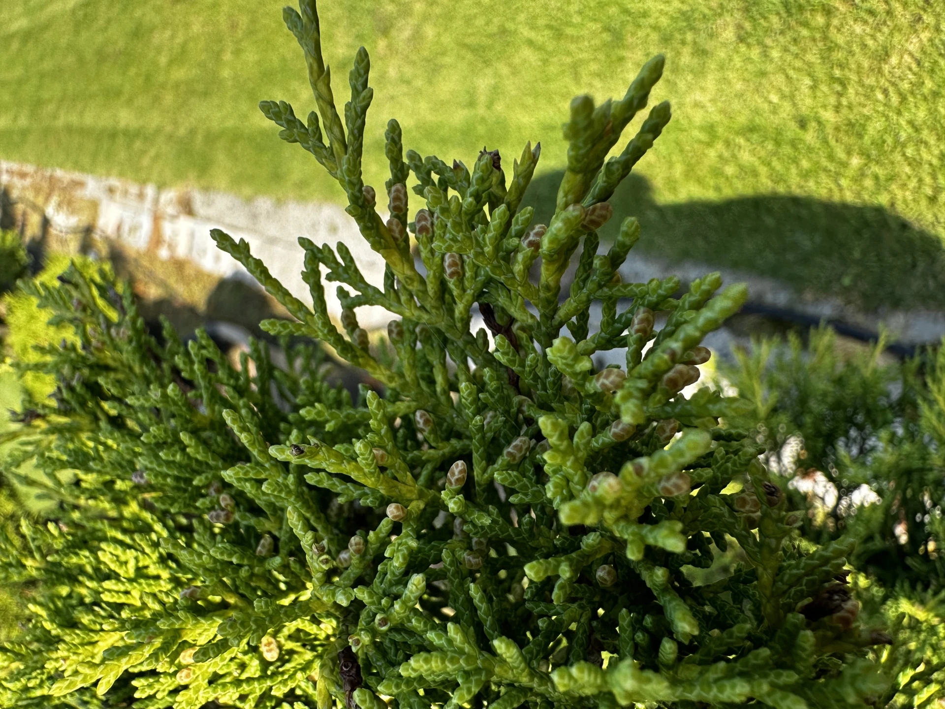 Juniperus x pfitzeriana 'Pfitzeriana Aurea' (Jałowiec Pfitzera 'Pfitzeriana Aurea')
