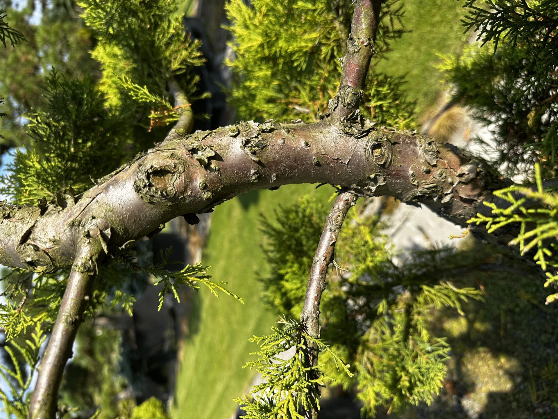 Juniperus x pfitzeriana 'Pfitzeriana Aurea' (Jałowiec Pfitzera 'Pfitzeriana Aurea')