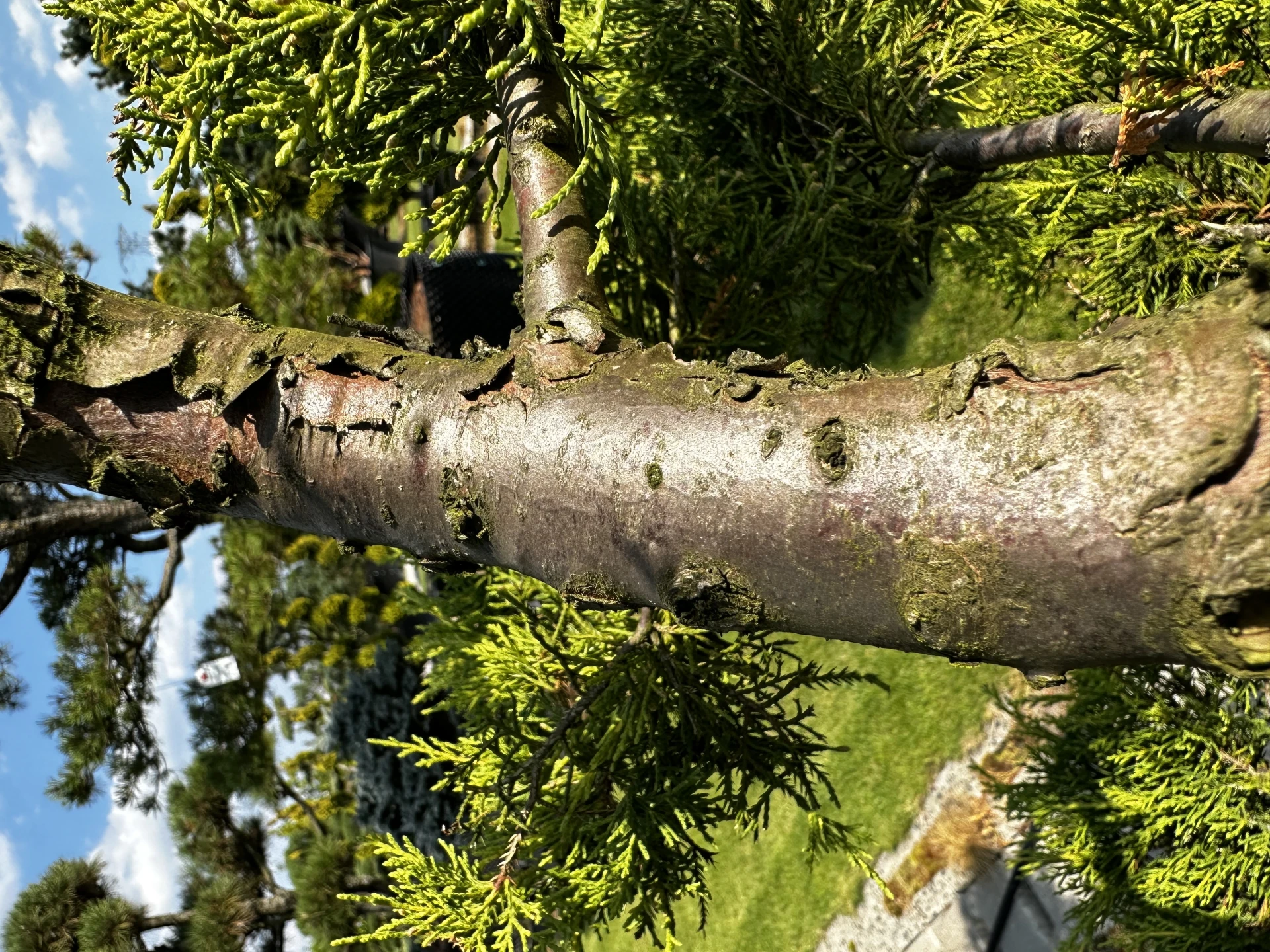Juniperus x pfitzeriana 'Pfitzeriana Aurea' (Jałowiec Pfitzera 'Pfitzeriana Aurea')