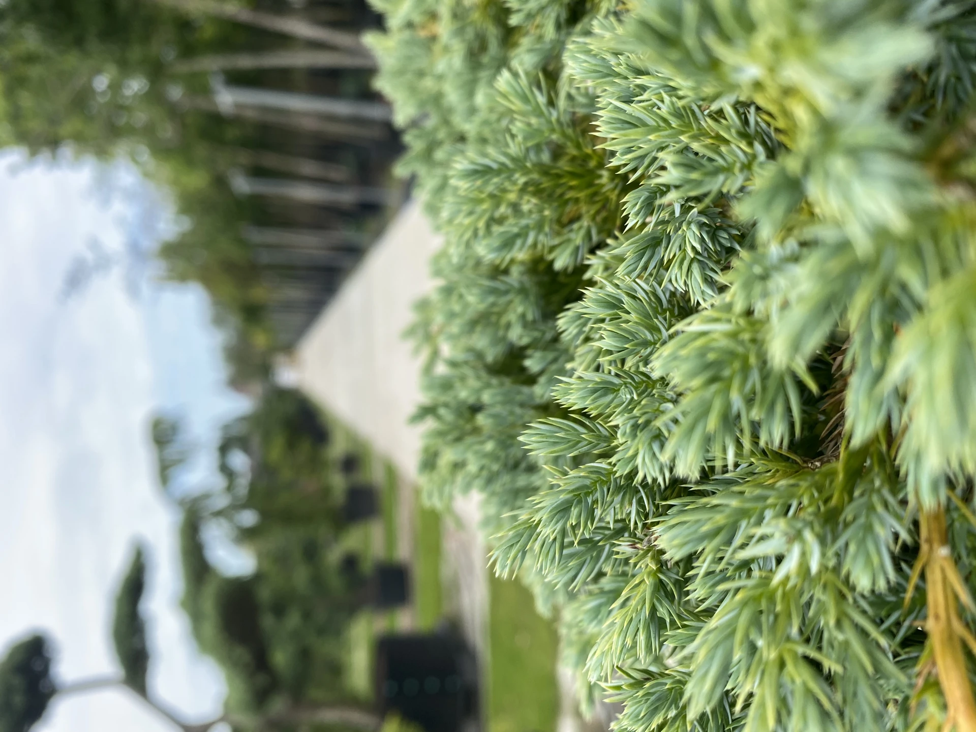 Juniperus squamata 'Blue Carpet' (Jałowiec łuskowy 'Blue Carpet')