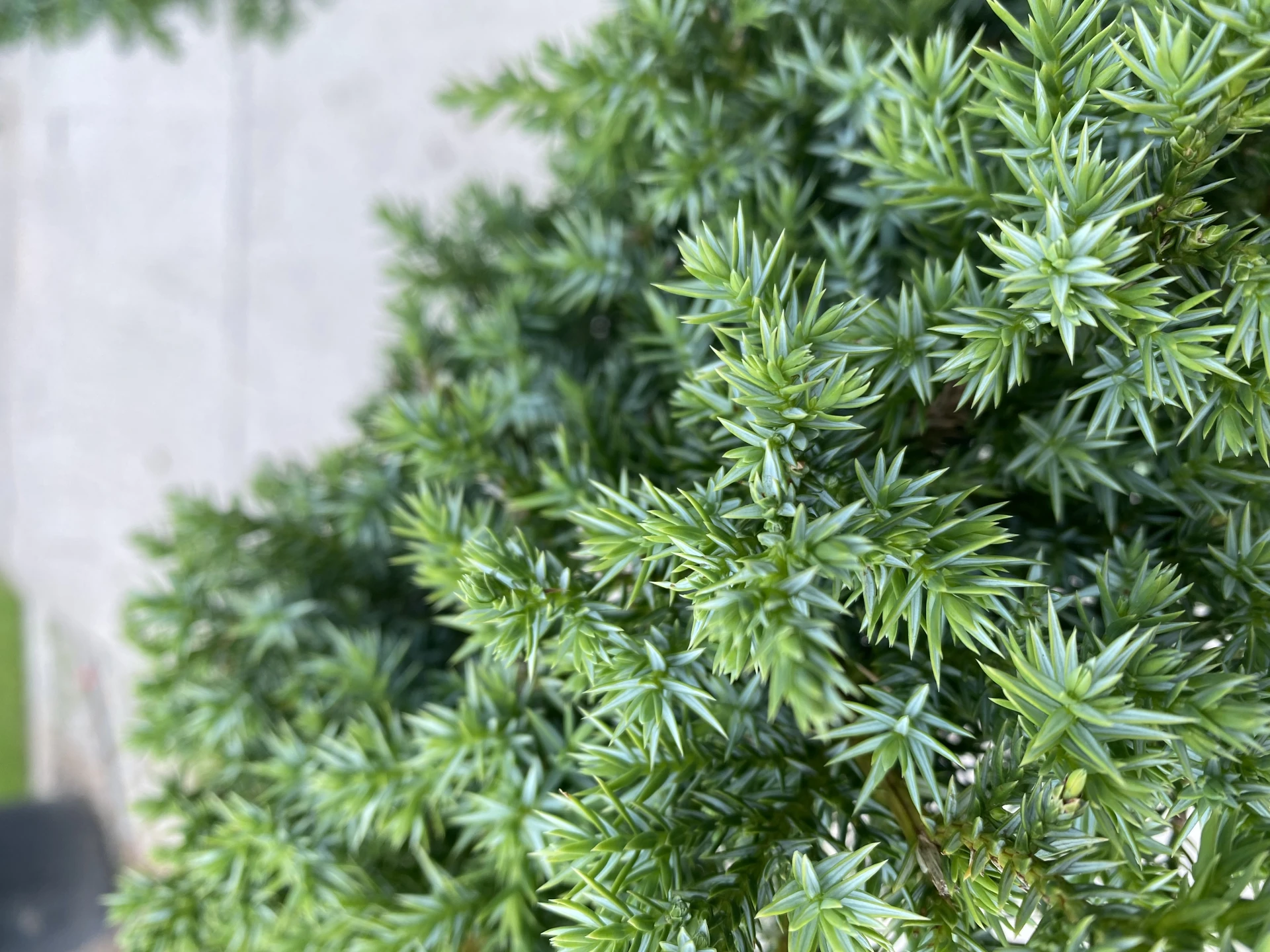 Juniperus squamata 'Blue Carpet' (Jałowiec łuskowy 'Blue Carpet')
