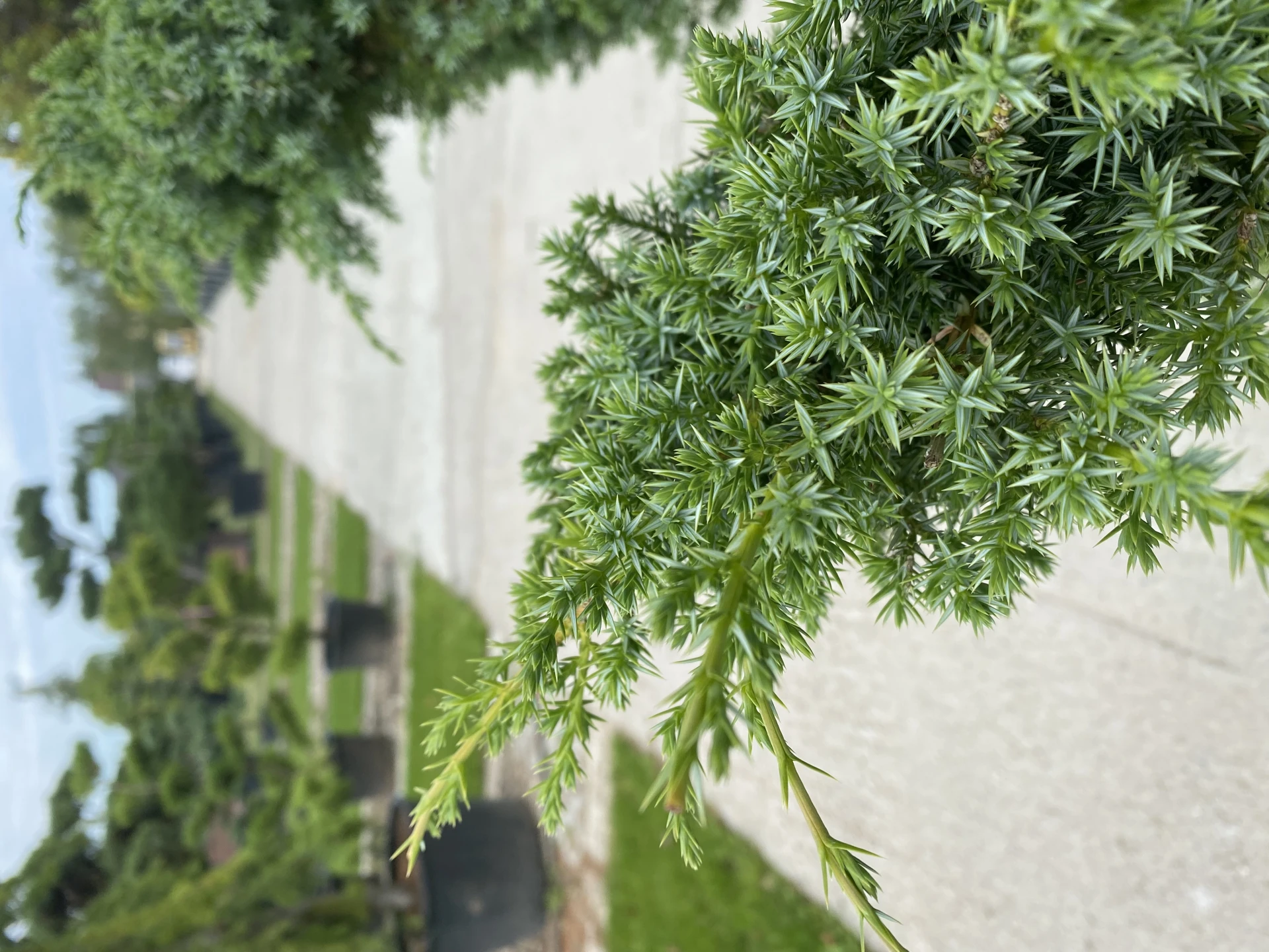 Juniperus squamata 'Blue Carpet' (Jałowiec łuskowy 'Blue Carpet')