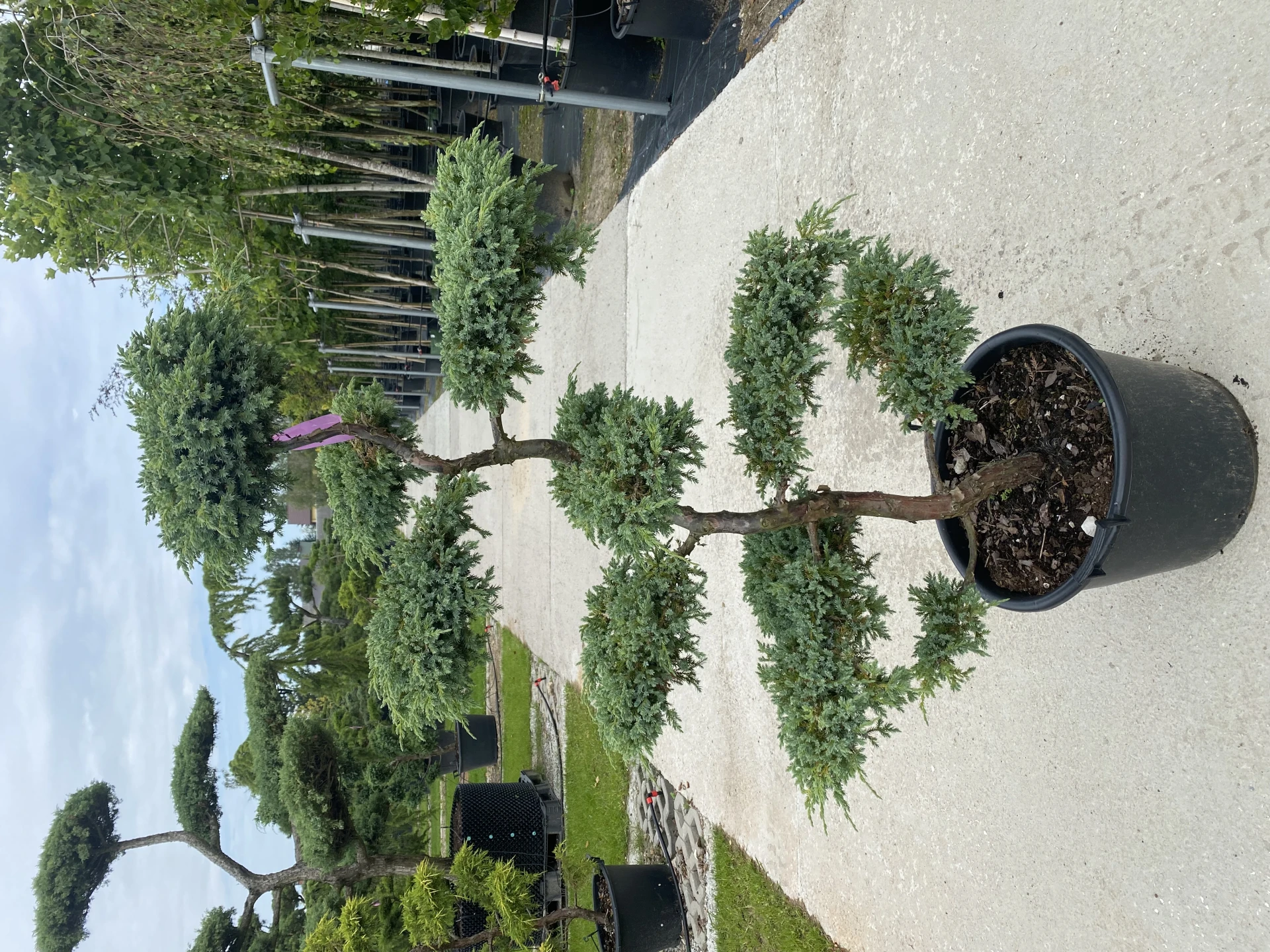 Juniperus squamata 'Blue Carpet' (Jałowiec łuskowy 'Blue Carpet')