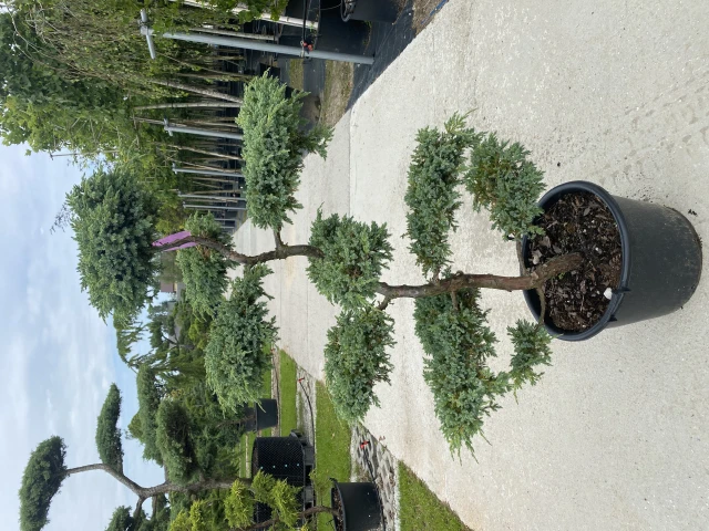 Juniperus squamata 'Blue Carpet' (Jałowiec łuskowy 'Blue Carpet')