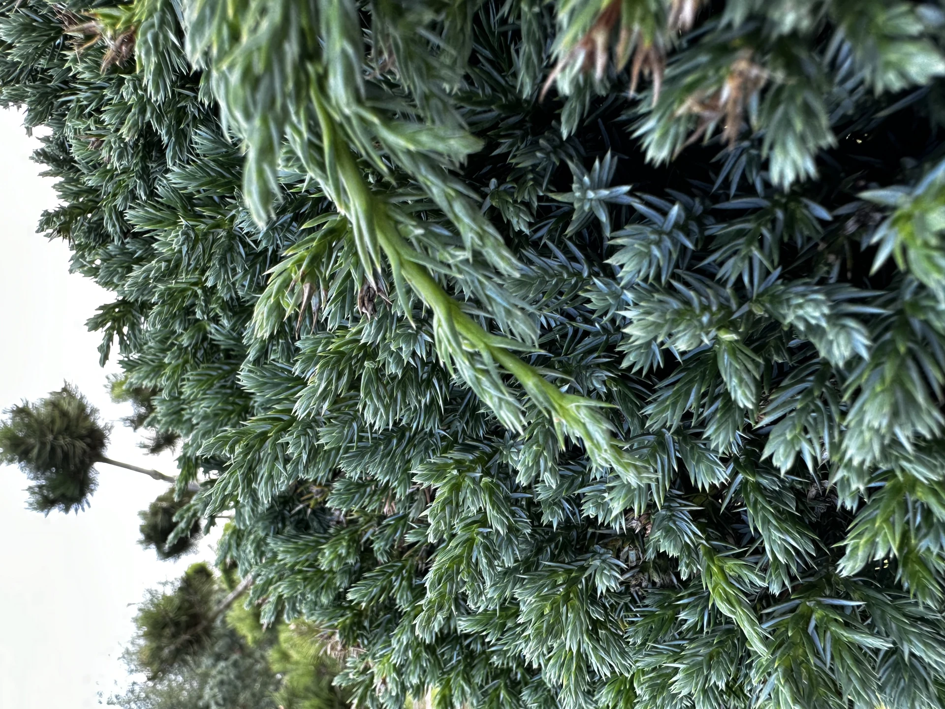 Juniperus squamata 'Blue Carpet' (Jałowiec łuskowy 'Blue Carpet')