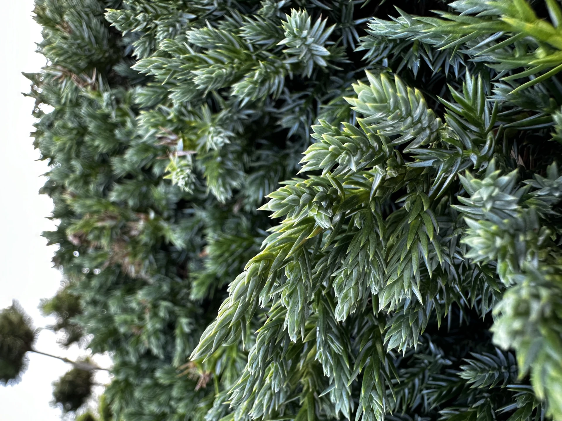 Juniperus squamata 'Blue Carpet' (Jałowiec łuskowy 'Blue Carpet')