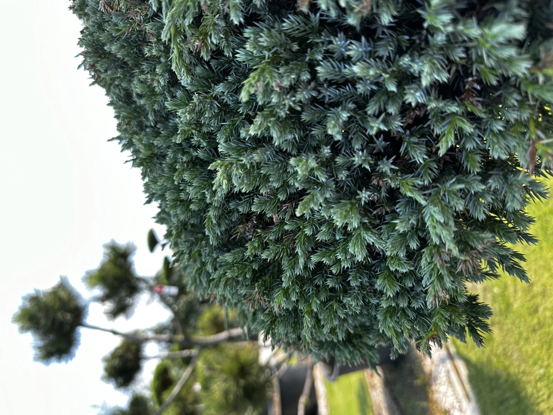 Juniperus squamata 'Blue Carpet' (Jałowiec łuskowy 'Blue Carpet')