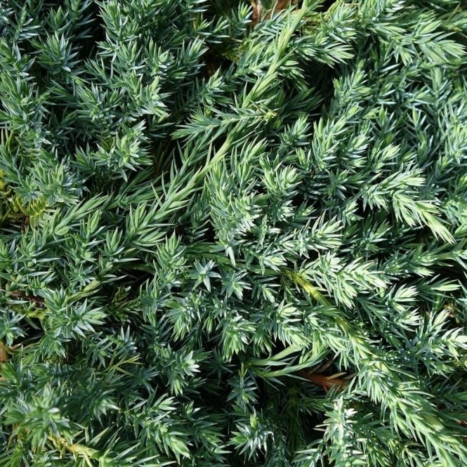 Juniperus squamata 'Blue Carpet' (Jałowiec łuskowy 'Blue Carpet')