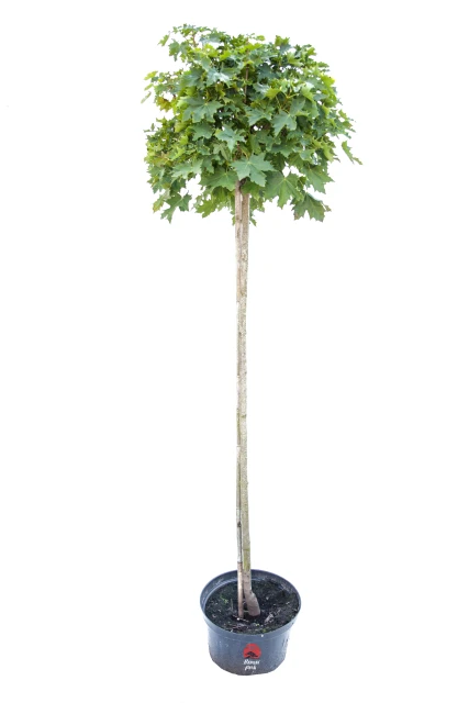 Acer platanoides 'Globosum' (Klon pospolity 'Globosum')
