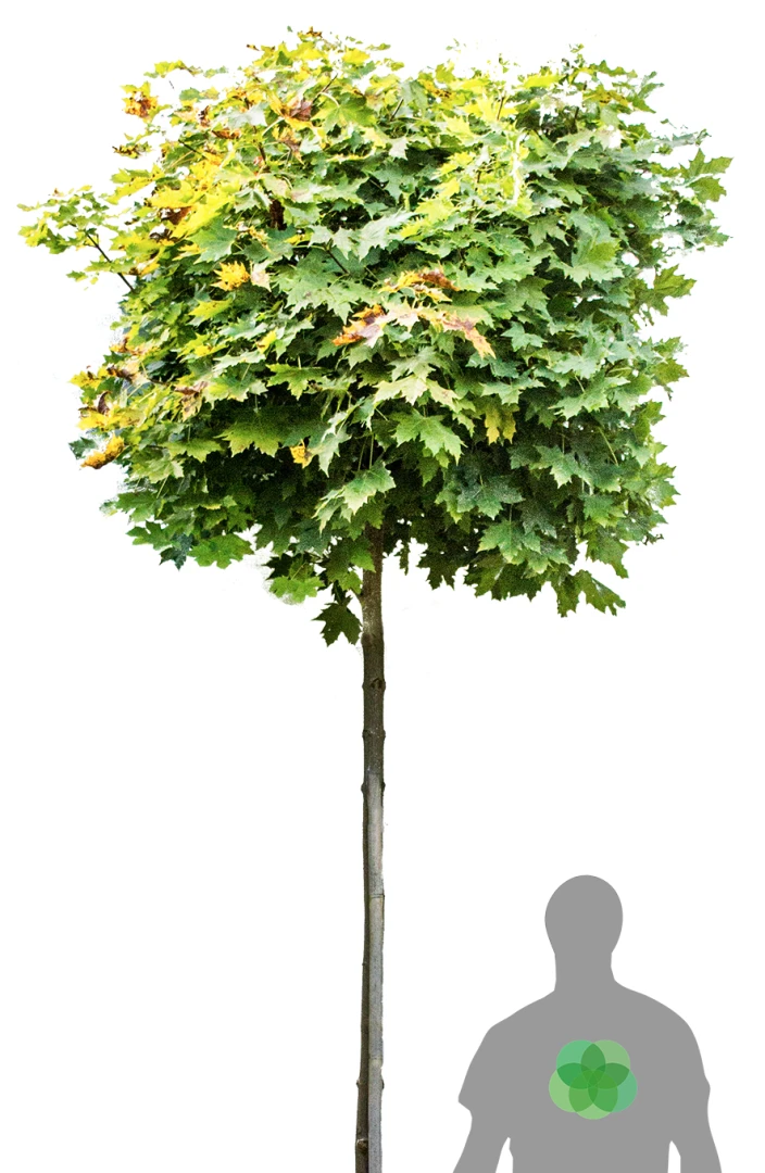 Acer platanoides 'Globosum' (Klon pospolity 'Globosum')