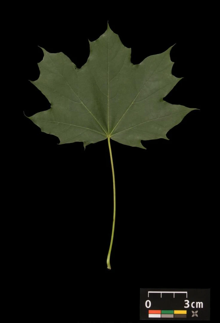 Acer platanoides 'Globosum' (Klon pospolity 'Globosum')
