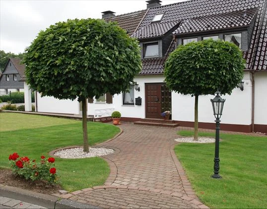 Acer platanoides 'Globosum' (Klon pospolity 'Globosum')