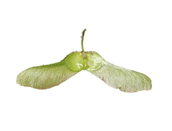 Acer platanoides 'Globosum' (Klon pospolity 'Globosum')
