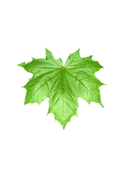 Acer platanoides 'Globosum' (Klon pospolity 'Globosum')