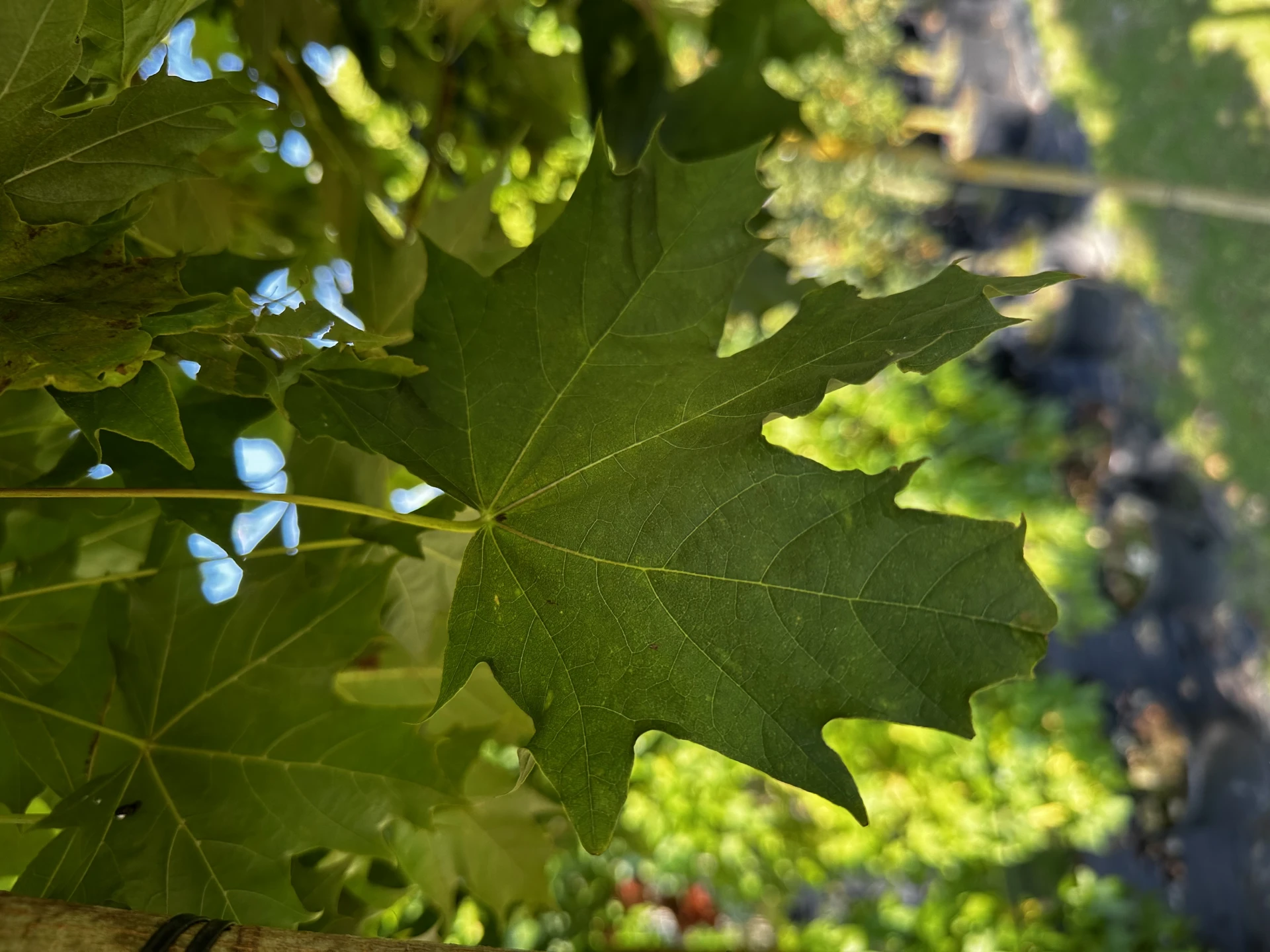 Acer platanoides 'Globosum' (Klon pospolity 'Globosum')