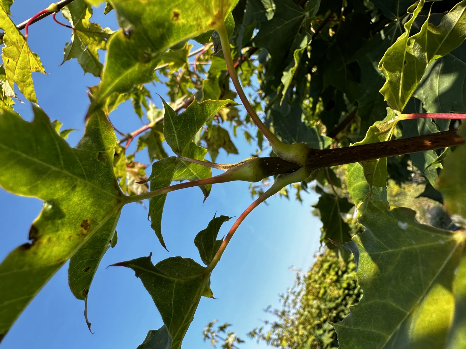 Acer platanoides 'Globosum' (Klon pospolity 'Globosum')