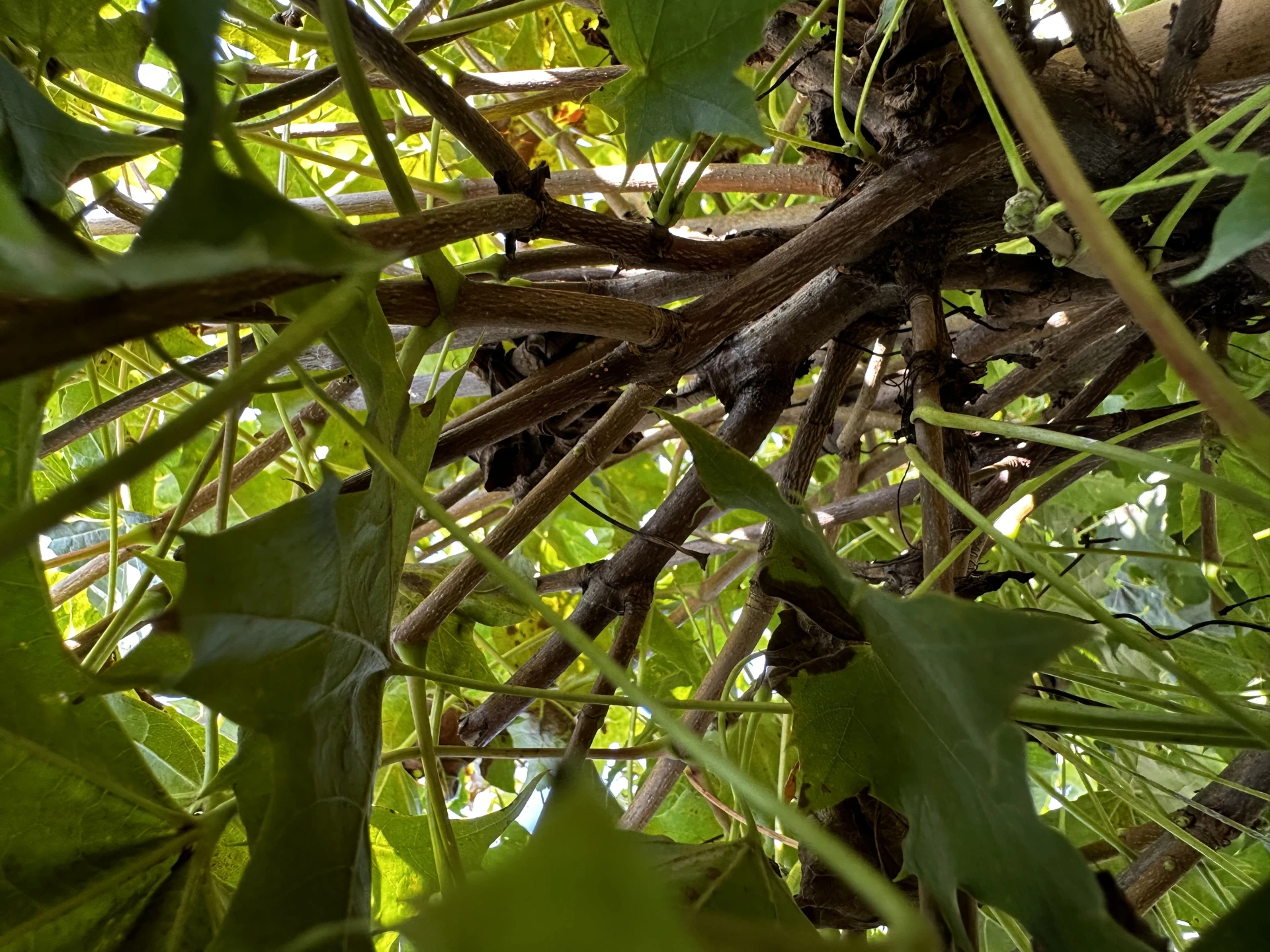 Acer platanoides 'Globosum' (Klon pospolity 'Globosum')