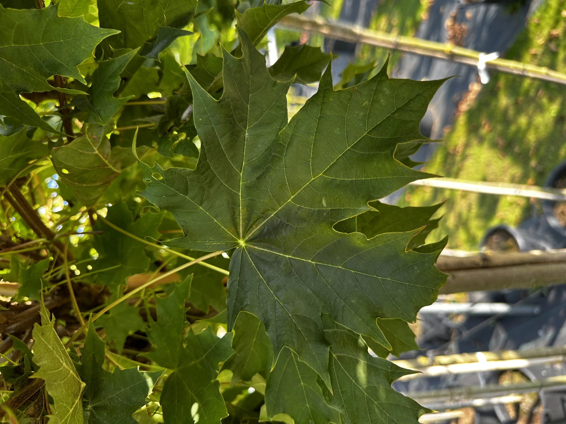 Acer platanoides 'Globosum' (Klon pospolity 'Globosum')