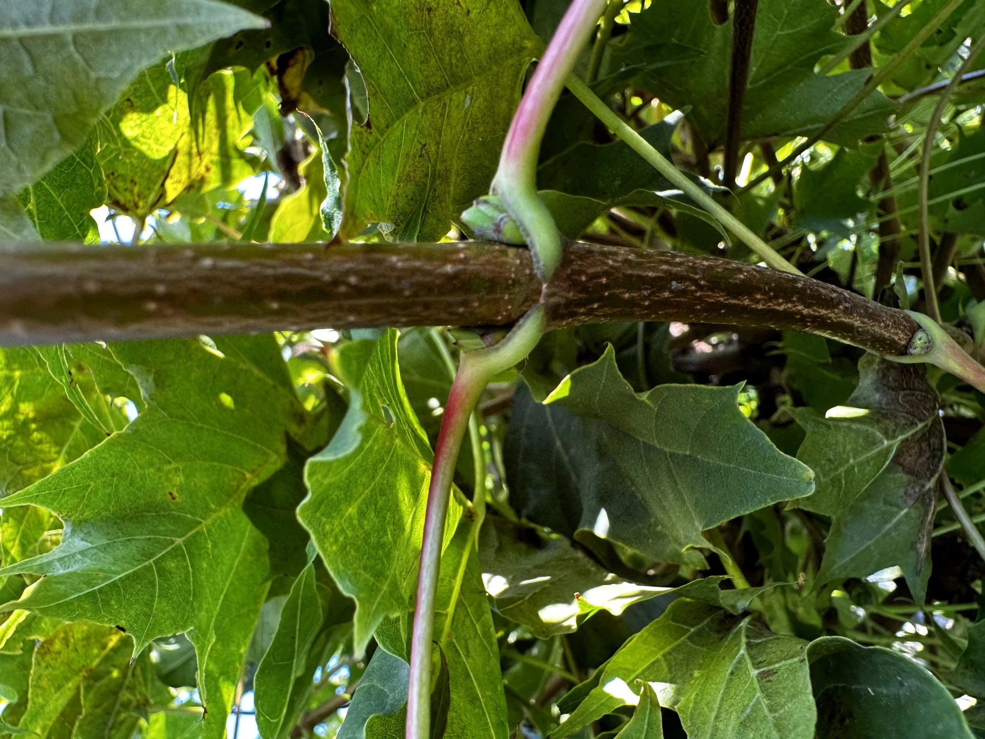Acer platanoides 'Globosum' (Klon pospolity 'Globosum')