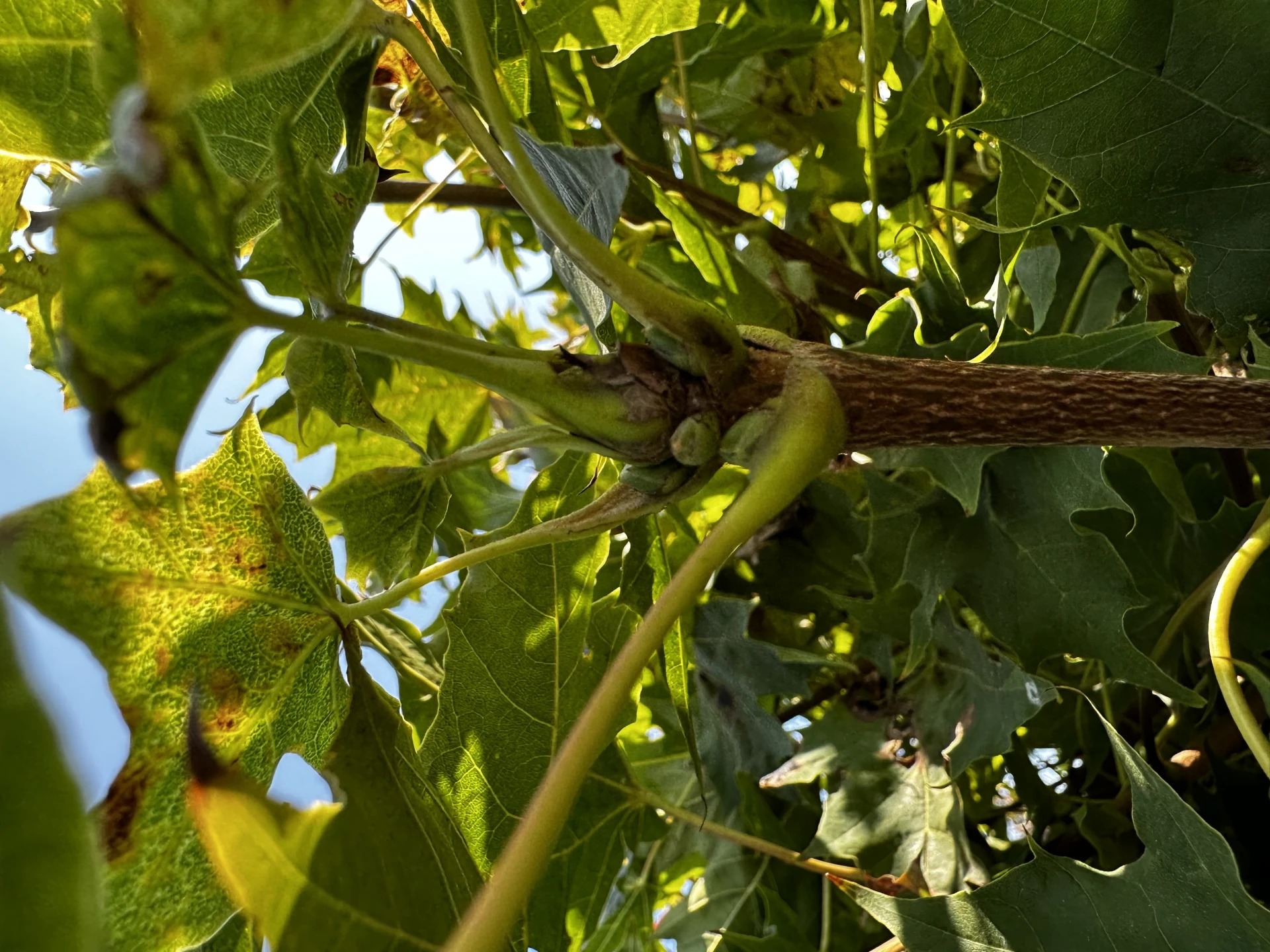 Acer platanoides 'Globosum' (Klon pospolity 'Globosum')