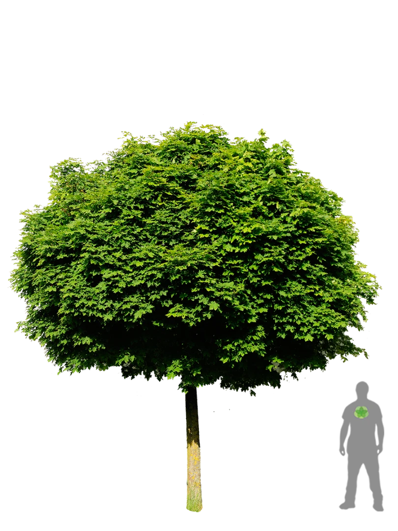 Acer platanoides 'Globosum' (Klon pospolity 'Globosum')