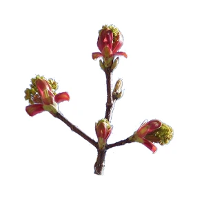 Acer platanoides 'Globosum' (Klon pospolity 'Globosum')