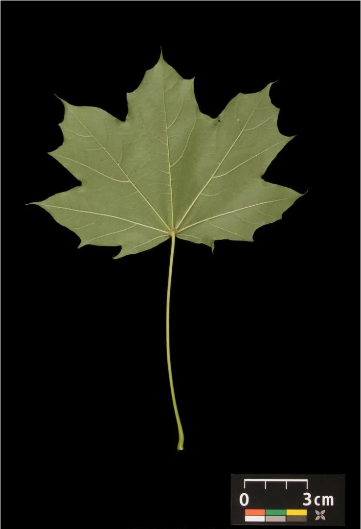 Acer platanoides 'Globosum' (Klon pospolity 'Globosum')