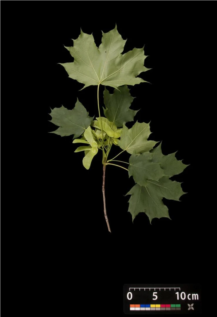 Acer platanoides 'Globosum' (Klon pospolity 'Globosum')