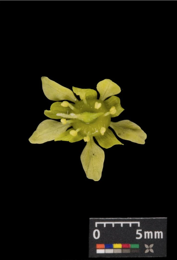 Acer platanoides 'Globosum' (Klon pospolity 'Globosum')