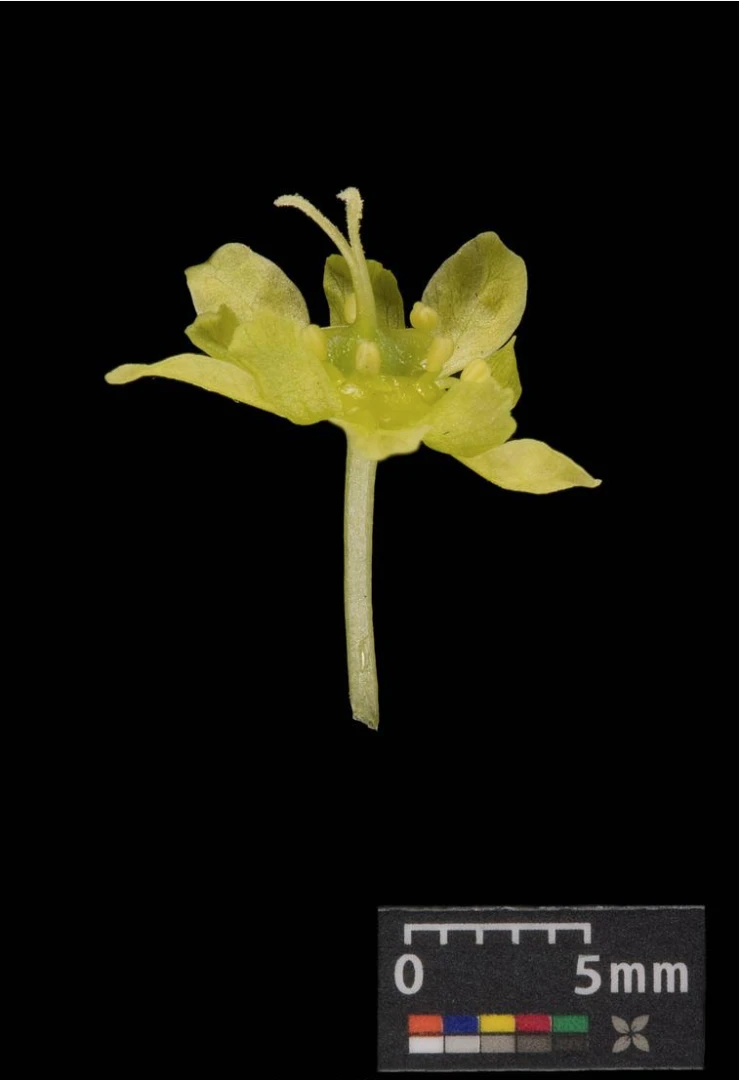 Acer platanoides 'Globosum' (Klon pospolity 'Globosum')