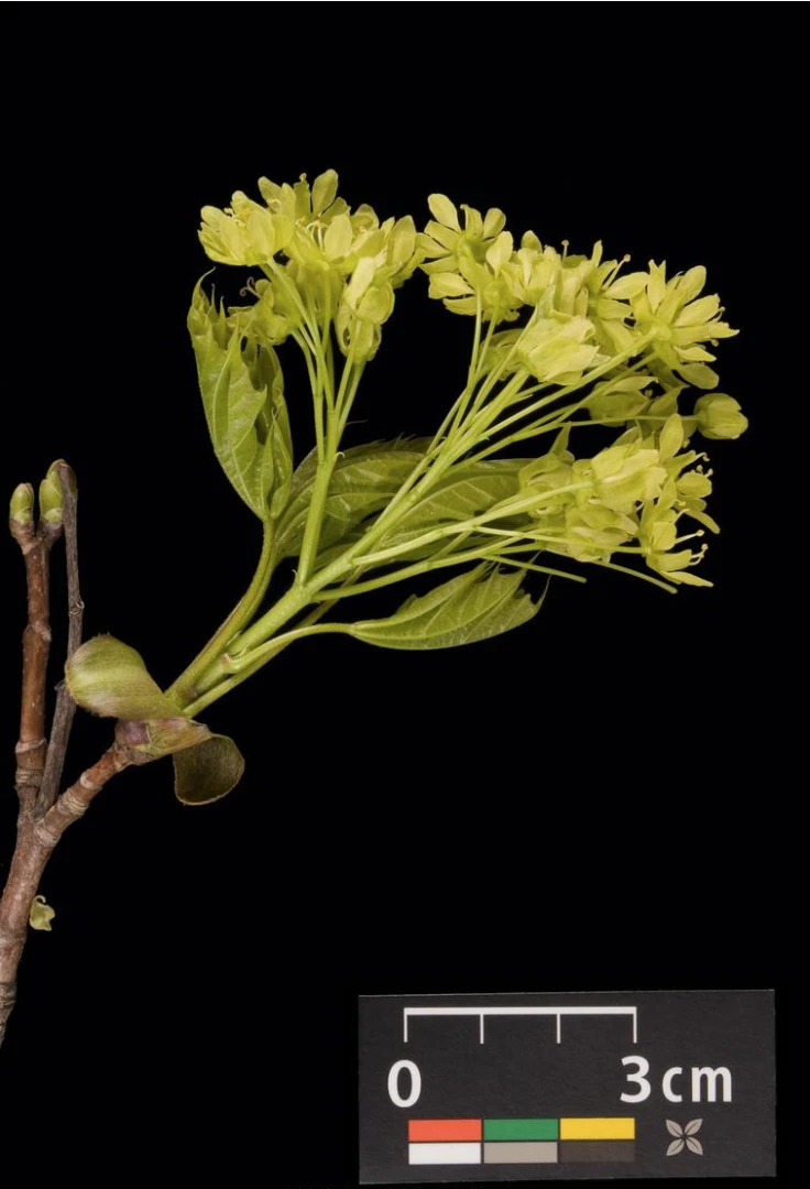 Acer platanoides 'Globosum' (Klon pospolity 'Globosum')