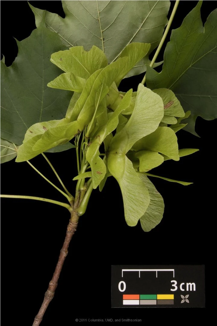 Acer platanoides 'Globosum' (Klon pospolity 'Globosum')