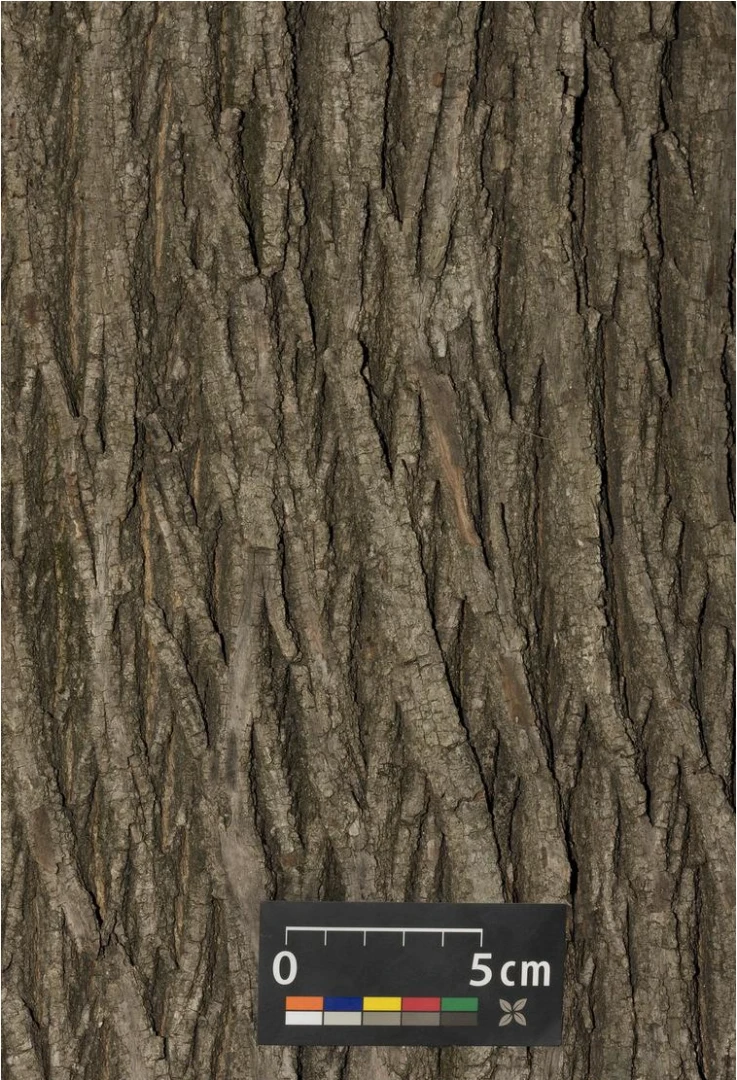 Acer platanoides 'Globosum' (Klon pospolity 'Globosum')