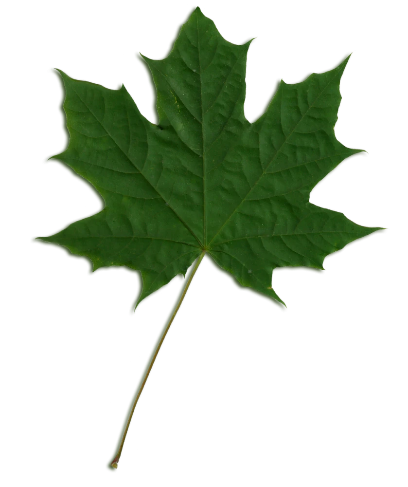 Acer platanoides 'Globosum' (Klon pospolity 'Globosum')