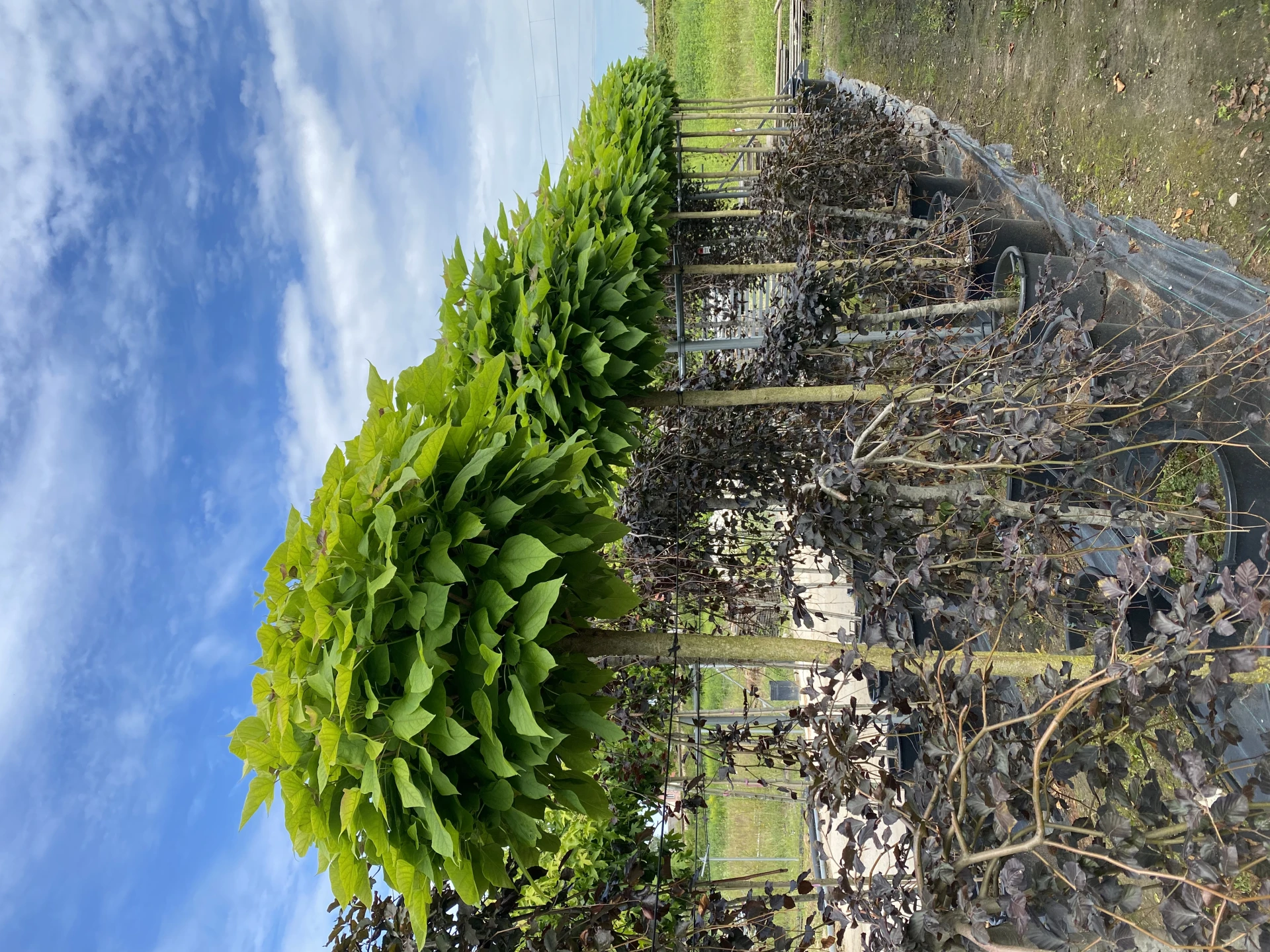 Catalpa bignonioides 'Nana' (Surmia bignoniowa 'Nana')