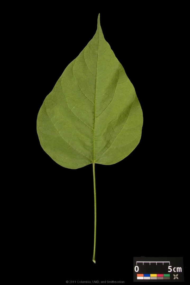 Catalpa bignonioides 'Nana' (Surmia bignoniowa 'Nana')
