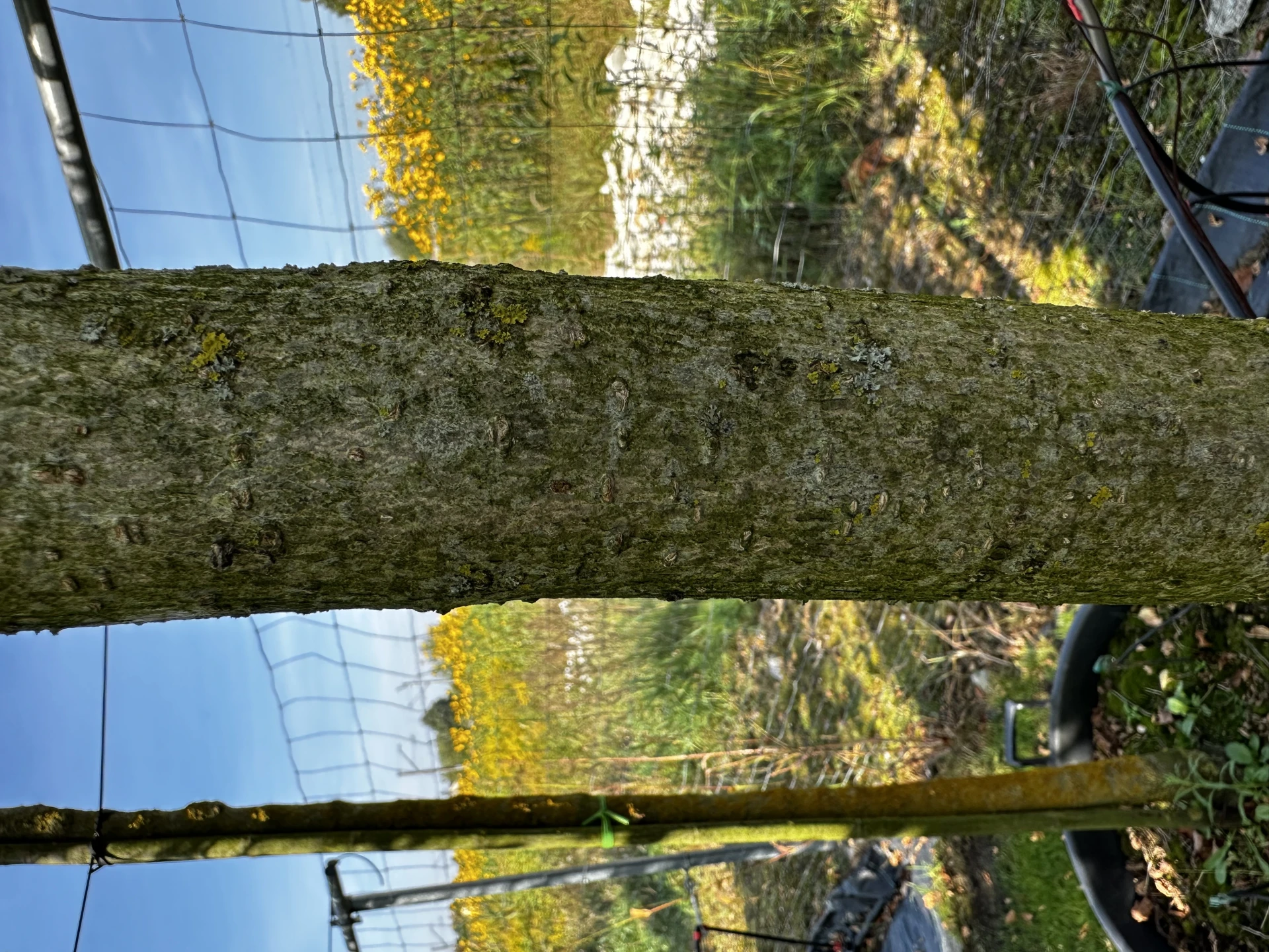 Catalpa bignonioides 'Nana' (Surmia bignoniowa 'Nana')