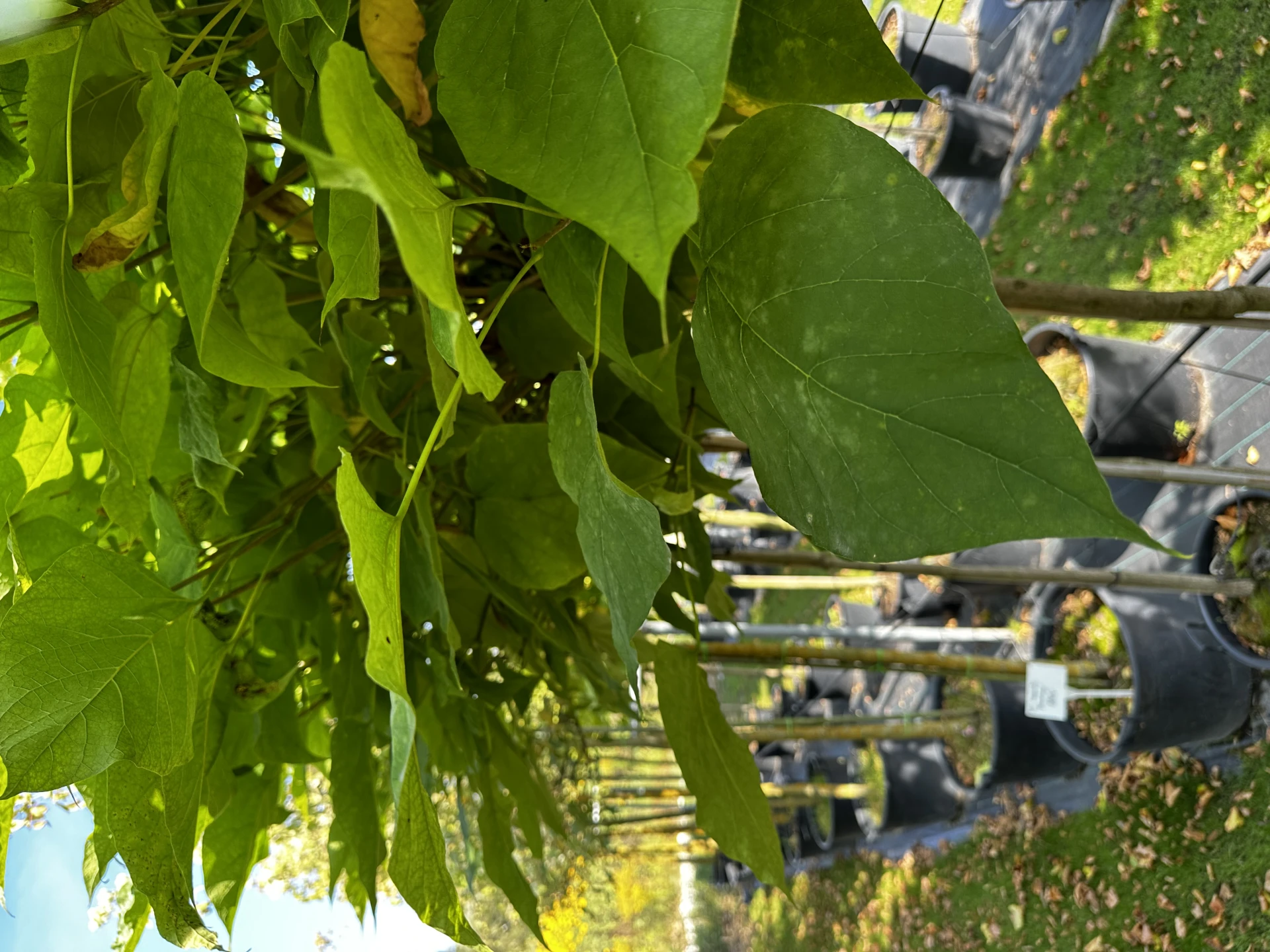 Catalpa bignonioides 'Nana' (Surmia bignoniowa 'Nana')