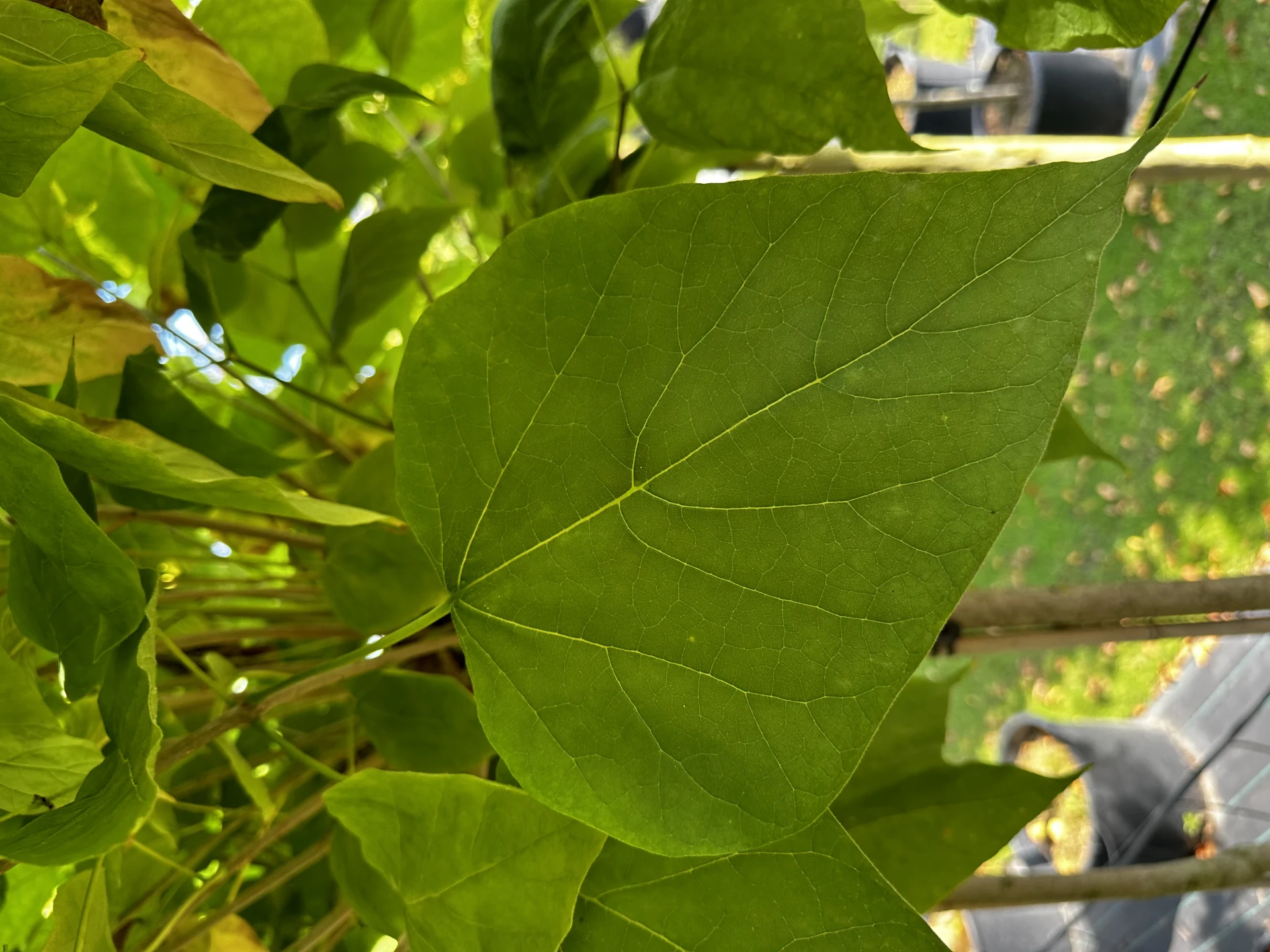 Catalpa bignonioides 'Nana' (Surmia bignoniowa 'Nana')