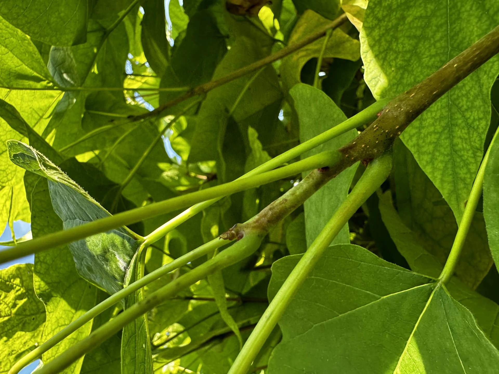 Catalpa bignonioides 'Nana' (Surmia bignoniowa 'Nana')