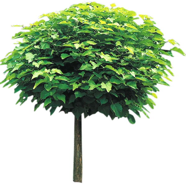 Catalpa bignonioides 'Nana' (Surmia bignoniowa 'Nana')