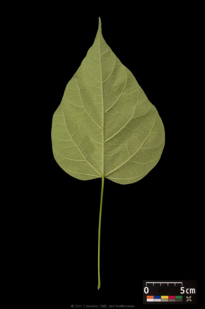 Catalpa bignonioides 'Nana' (Surmia bignoniowa 'Nana')