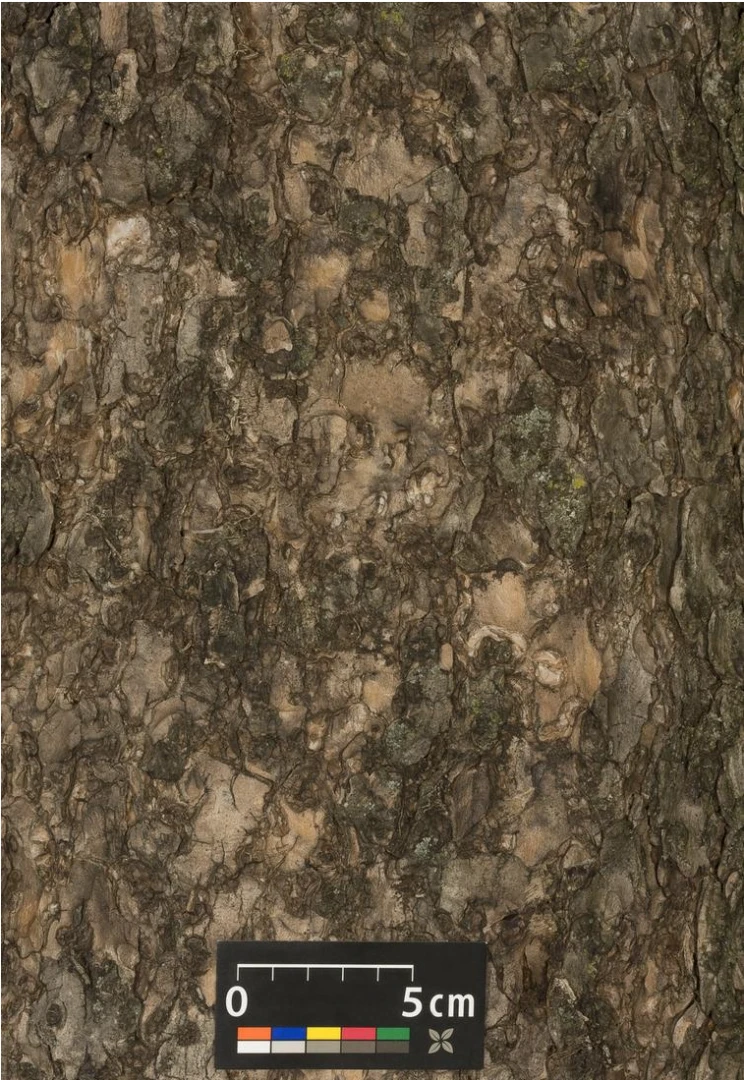 Catalpa bignonioides 'Nana' (Surmia bignoniowa 'Nana')