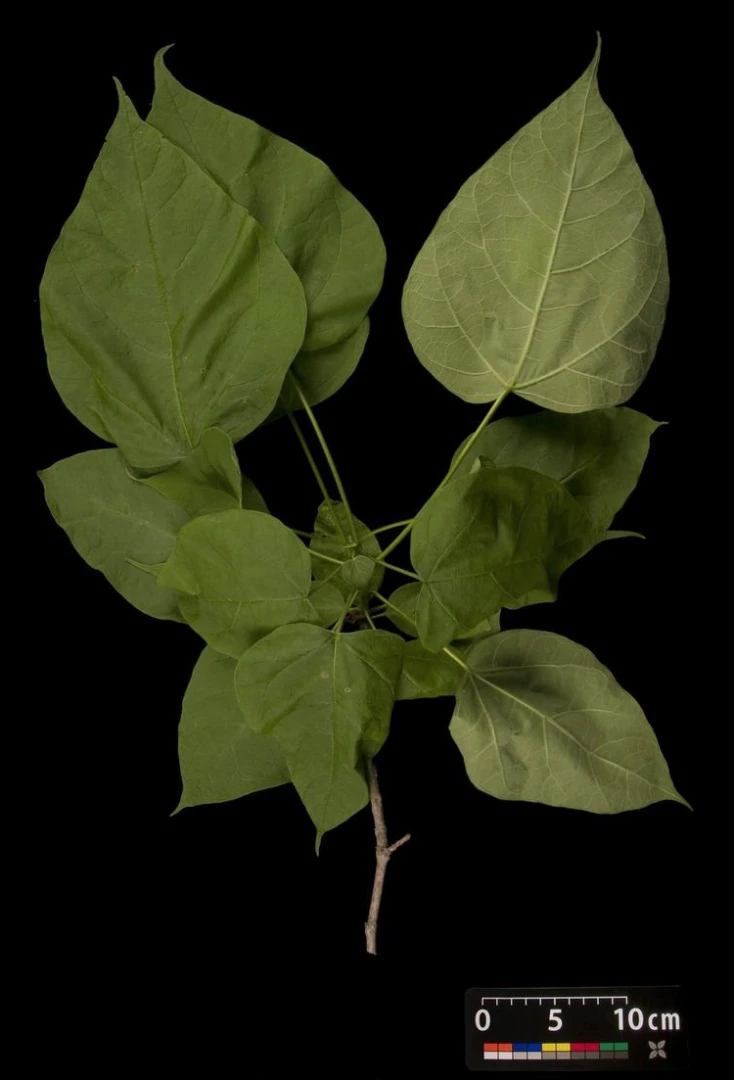 Catalpa bignonioides 'Nana' (Surmia bignoniowa 'Nana')