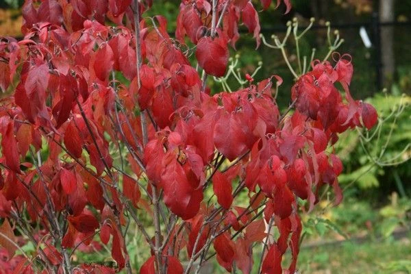 Cornus kousa chinensis 'Schmetterling' ( Dereń kousa 'Schmetterling' )