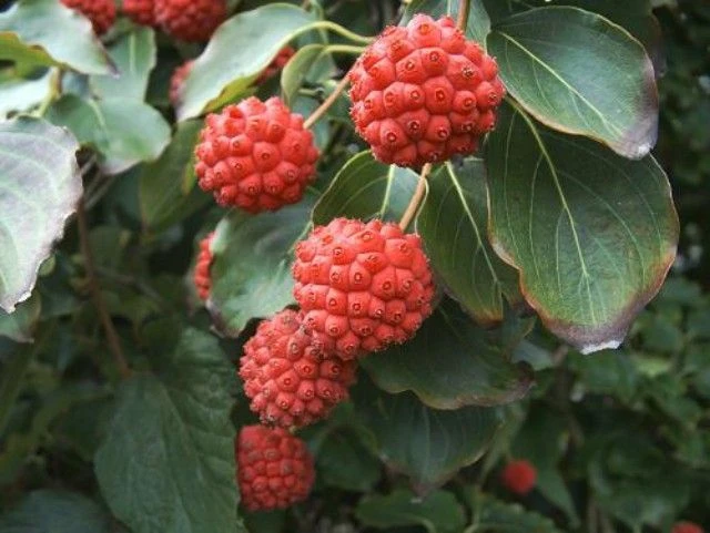 Cornus kousa chinensis 'Schmetterling' ( Dereń kousa 'Schmetterling' )